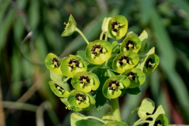 Euforbia characias